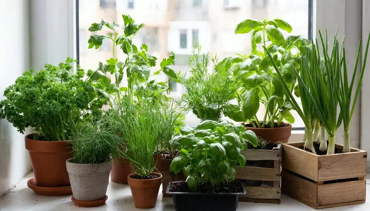 Мини-огород на подоконнике: как украсить дом и защитить цветы