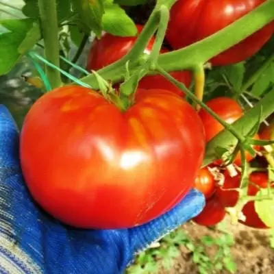 Томат Морозко: ранний гибрид с устойчивостью и дружной отдачей урожая