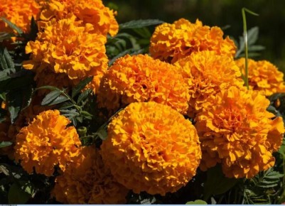 ������� �����: ��������, ������� ���������� ������ ���� � �����