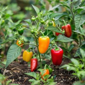 ������� ��������� ����������� ����������� �����: �� ������ �� ������