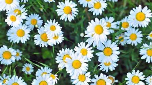 Аромат волшебства: как ромашка может преобразить вашу кухню