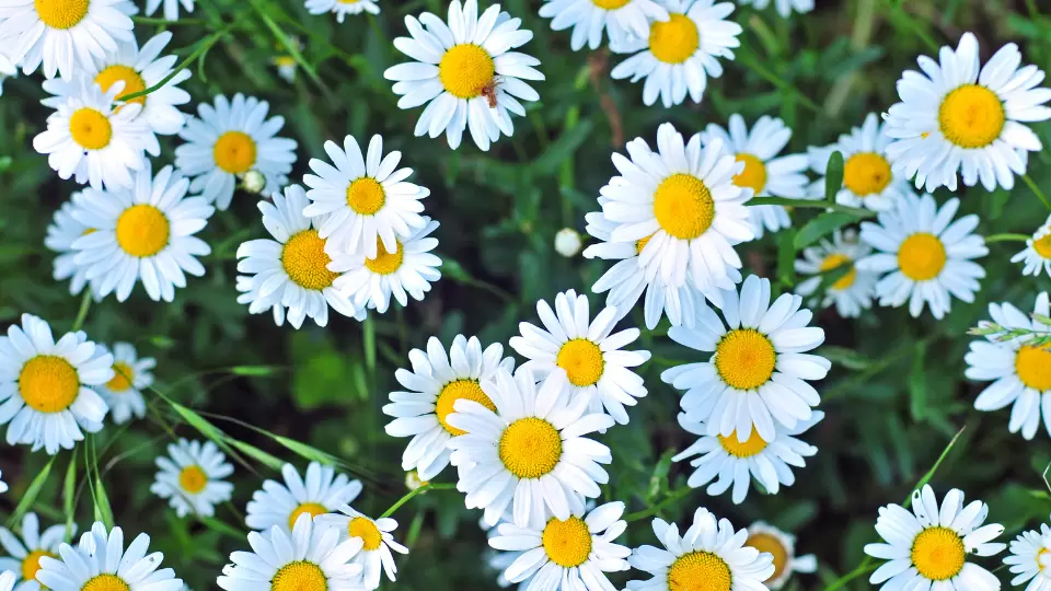 Аромат волшебства: как ромашка может преобразить вашу кухню