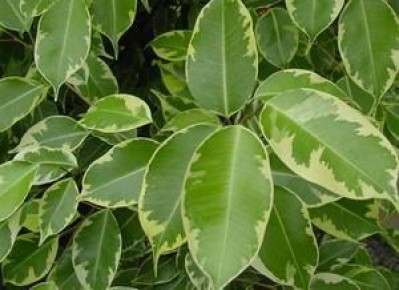 Фикусы: невероятное разнообразие и уход, который вдохновляет