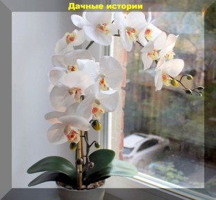 10 ошибок при выращивании орхидей: чего избегать новице
