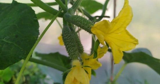 ��� ��������� ���������� ������ ��� �������� ������