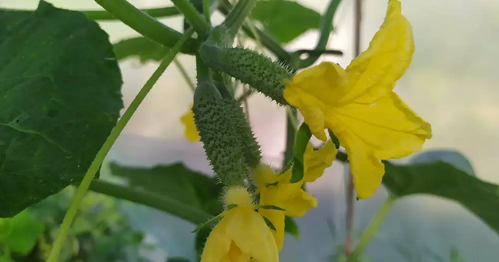 Как правильно подкормить огурцы для богатого урожая