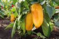 Перец знатный толстяк: почему этот гибрид станет вашей гордостью