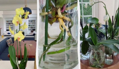 Невероятный способ для орхидей: как вода превращает растения в настоящий цветочный рай