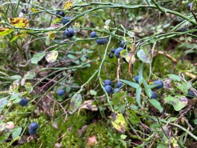 �� ������ �������� ������: ������� ���������� ���� ���������� � �������