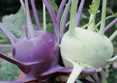 ��� ��������� �������� ������: ������� ������� ������