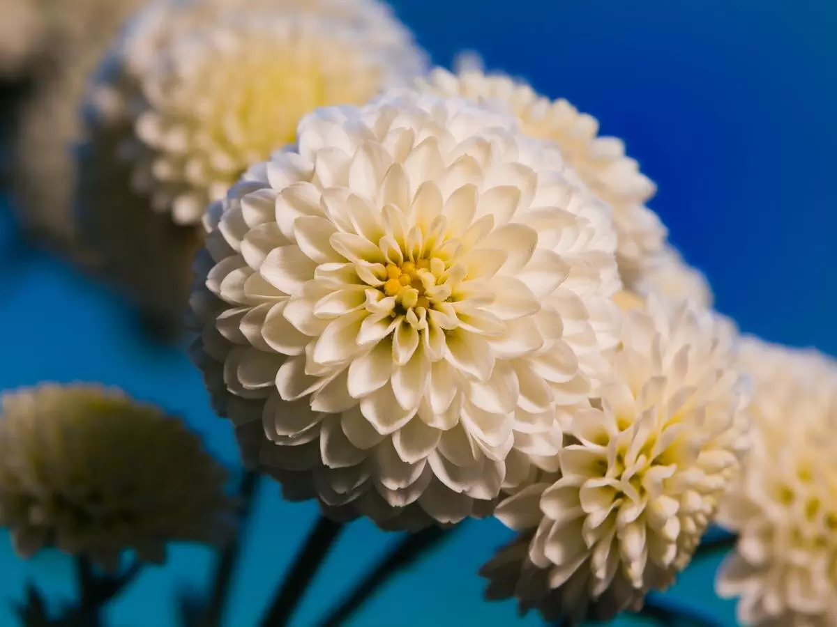 Царевна осени: как хризантемы преображают сад в золотое сияние