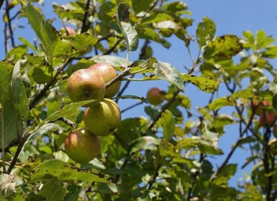 ���� � ����� ������ � �������� ��������