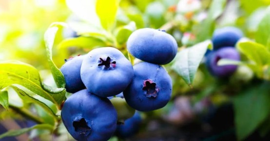 ��� ��������� ��������: ���� ����� � ������ ������