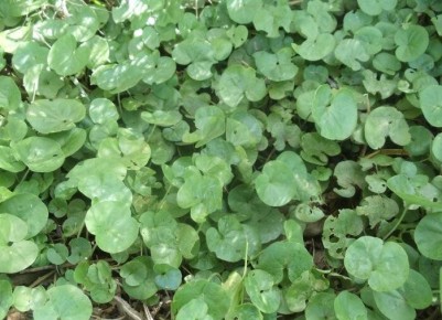 ��������: ������ ������ ��� ������ ���� � �������