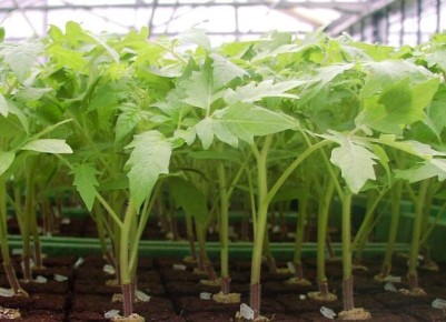 ��� ��������� ������� �������: ������� ��� �������� ��������