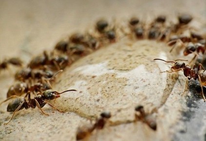 ����������� ������� ������ � ��������� � ����: ����������� ������