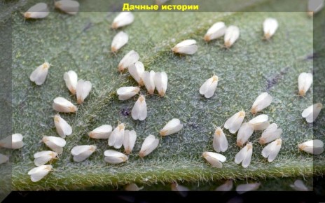 ����������� ��������� ������ � �����������: ��� �������� ���� ��������