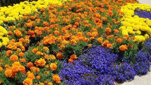 ��� �������� �������� ������������