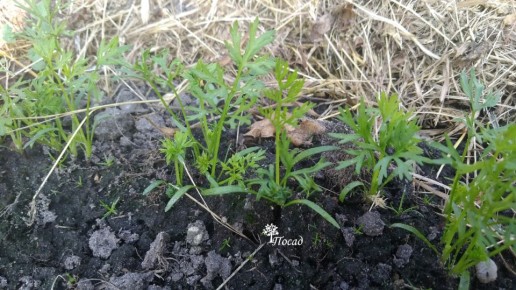 ��� ������ � ����� ������� ������� ��� ������ ������