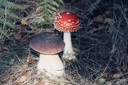 ���� � ������: ������ ��, ��� ��������� ����� ���������� ��������� ����� � ���������?