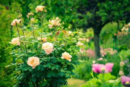 ����� ���� ���������� ���������: �������� �������� ��� ���������