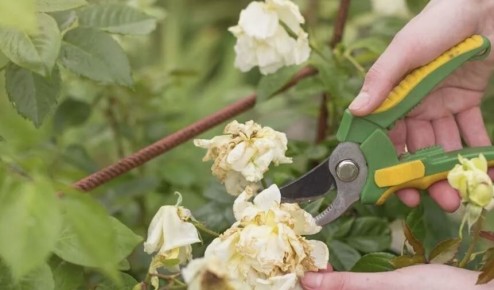 ������� ������������ �������� ���: ��� ���������� � ��������� ����