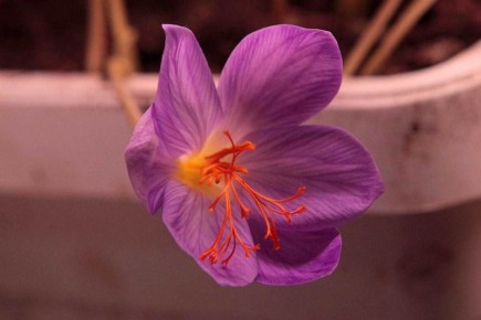 ��� ������� ������� ����� ��������� ����� �����: ������� ��������� �����������