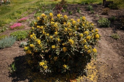 ��� ��������� ������ ������������ ������: ������ ��� �������� ���������