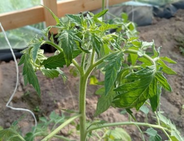 �������� � �������� �������: ������� � �������