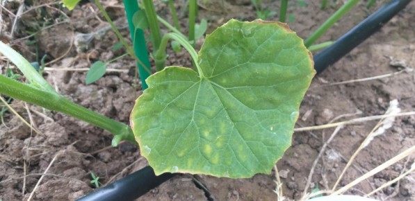 ������ ������� ������ �������: �������� ������� � �������