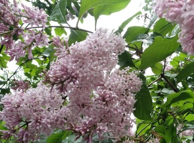 ��� ��� ��������: ��� ������� �������� � ������� ���������� ���������