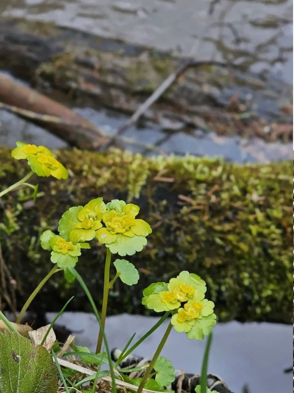 ���� ����� ��������