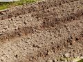 Полный гид по подкормке лука: секреты обильного урожая