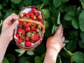 Как сохранить свежесть клубники: секреты правильного хранения ягод
