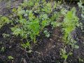 Как успешно вырастить морковь и свеклу в Сибири: советы для садоводов