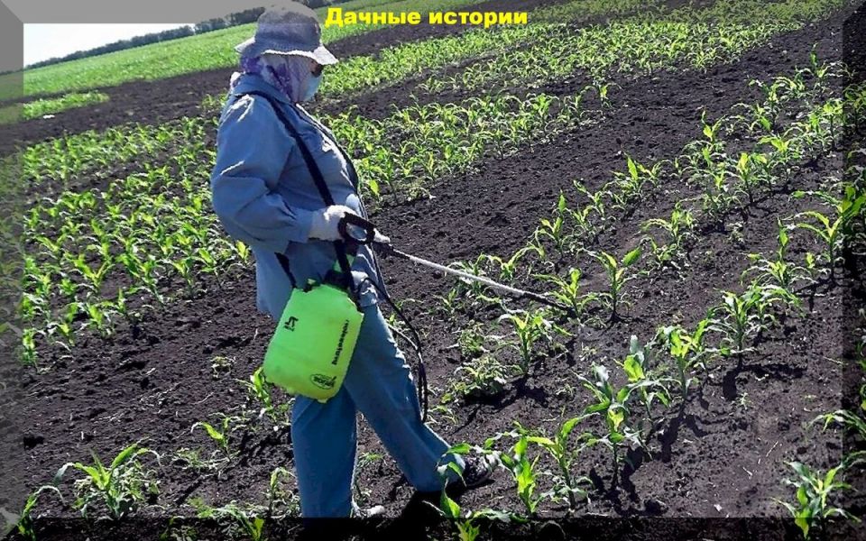 Листовые подкормки: как получить максимальную отдачу от ваших растений