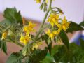 Как прокалывание томатов может улучшить урожай и вкусовые качества