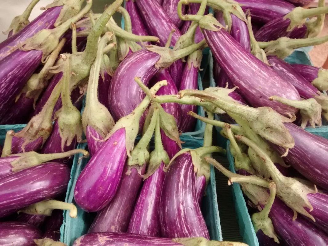 Как вырастить баклажаны с идеальным вкусом: секреты успешного ухода в июле