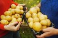 Как вырастить картофель: секреты, которые обеспечат щедрый урожай