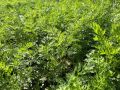 Как спасти морковь от кудрявости: советы для дачников