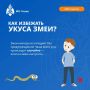 Как избежать укуса змеи?. Леса Карелии таят в себе множество опасностей, но их можно избежать, если быть готовым! Одна из таких опасностей – змеи