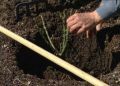 Плетистые розы: секреты успешного выращивания и ухода