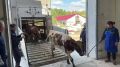 Артур Парфенчиков: С пополнением!. Племсовхоз «Мегрега» ввёл в эксплуатацию новый двор для молодняка - на производственную площадку АО «Эссойла» завезли 55 буренок айрширской породы