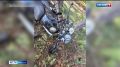 Уголовные дела возбудили в Карелии в отношении родителей юных гонщиков
