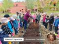 Воспитанники костомукшского детского сада вырастили картошку