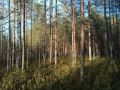 Четыре дня в лесу. Кемские спасатели нашли заблудившуюся при сборе грибов пенсионерку