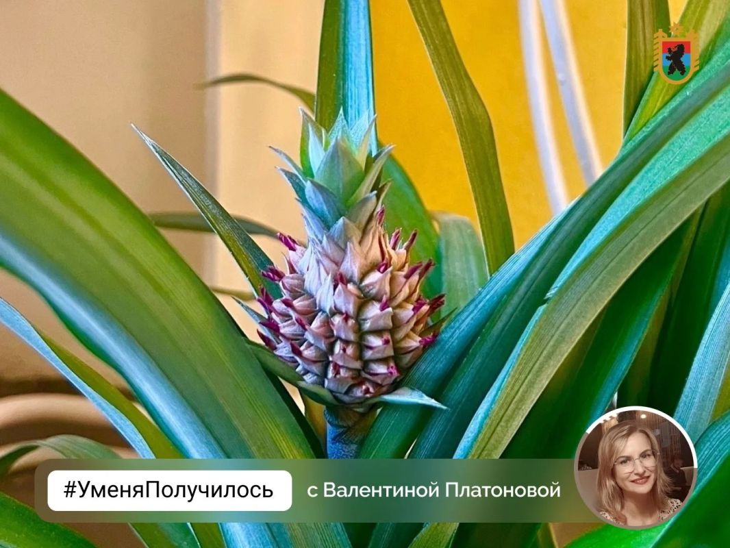 В спортшколе Костомукши неожиданно выросли ананасы В спортшколе Костомукши неожиданно выросли ананасы