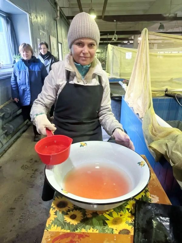 В Карелии заложили на инкубацию более 185 тысяч икринок семги В Карелии заложили на инкубацию более 185 тысяч икринок семги