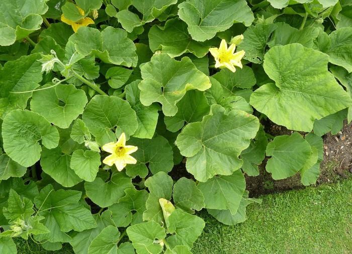 Как получить щедрый урожай огурцов с помощью крапивного удобрения