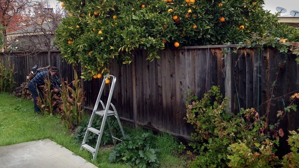 Сосед делает свой сад красивым за ваш счет? Как защитить свои права на растения